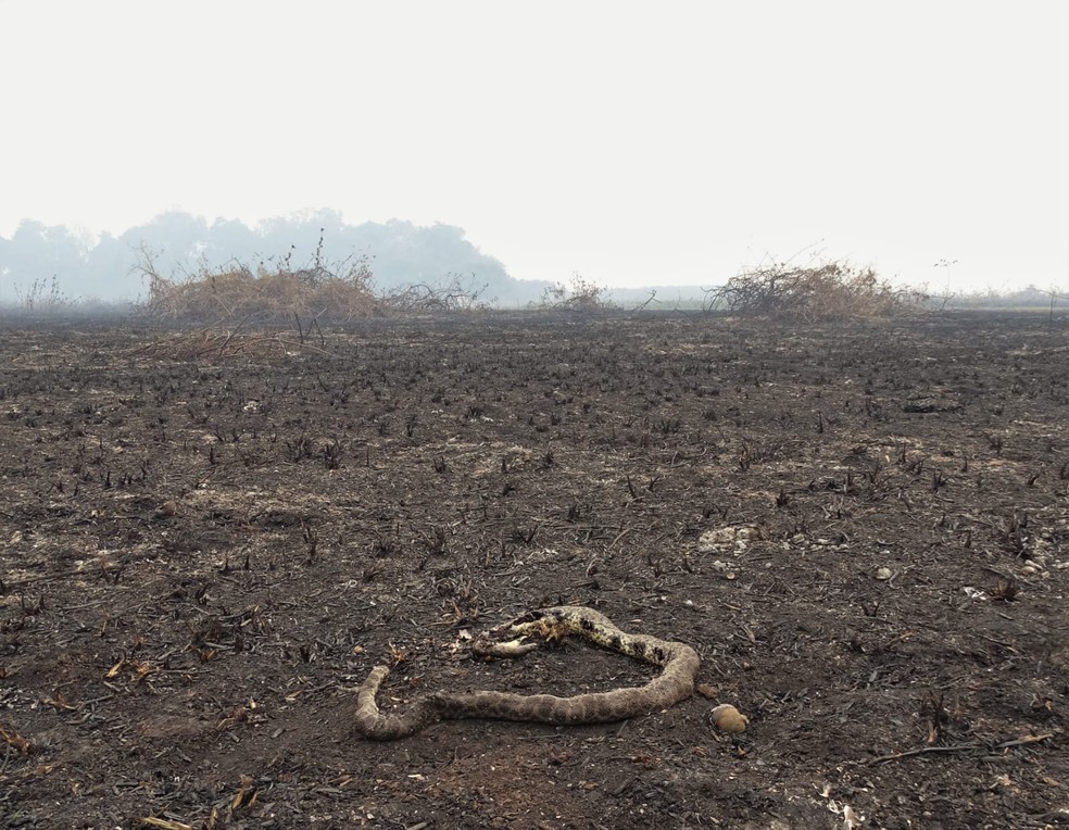Sucuri encontrada morta durante pesquisa no Pantanal em 2020 — Foto: Gabriela do Valle Alvarenga/Arquivo Pessoal