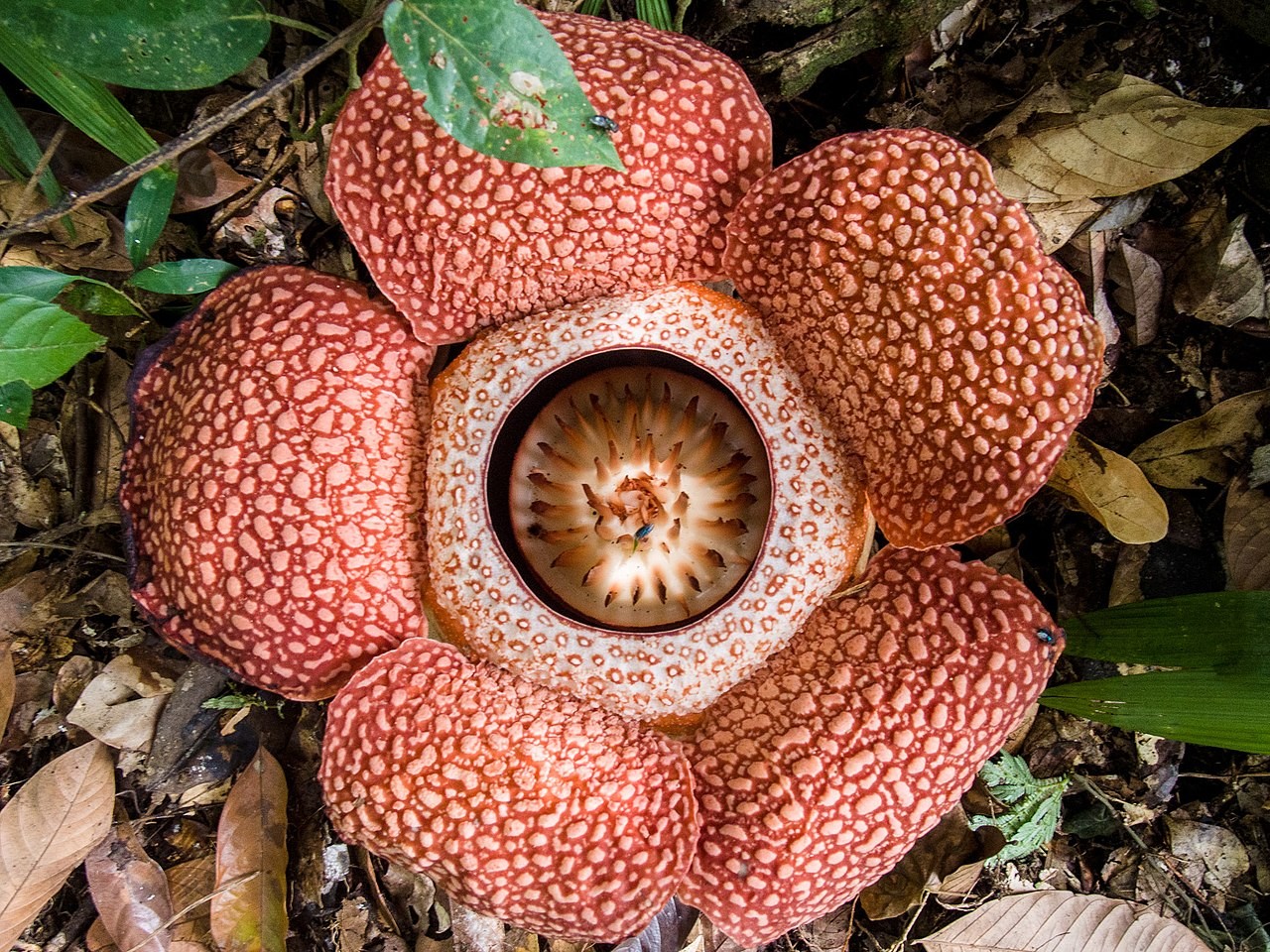 Registro da Rafflesia keithii, uma das mais de 30 espécies pertencentes ao gênero raflésia  (Foto: Mike Prince / Wikimedia Commons)