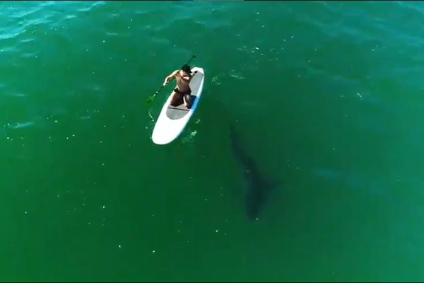 O ator Orlando Bloom ao lado do tubarão-branco (Foto: Reprodução/Instagram)