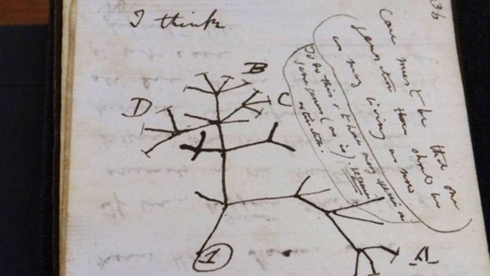 O esboço da árvore da vida foi fundamental para o desenvolvimento da teoria da evolução de Darwin — Foto: Biblioteca da Universidade de Cambridge via BBC