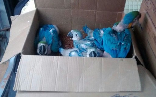 Brasil &eacute; ponto de refer&ecirc;ncia para tr&aacute;fico internacional de animais  selvagens, revela relat&oacute;rio - Revista Globo Rural | Sustentabilidade