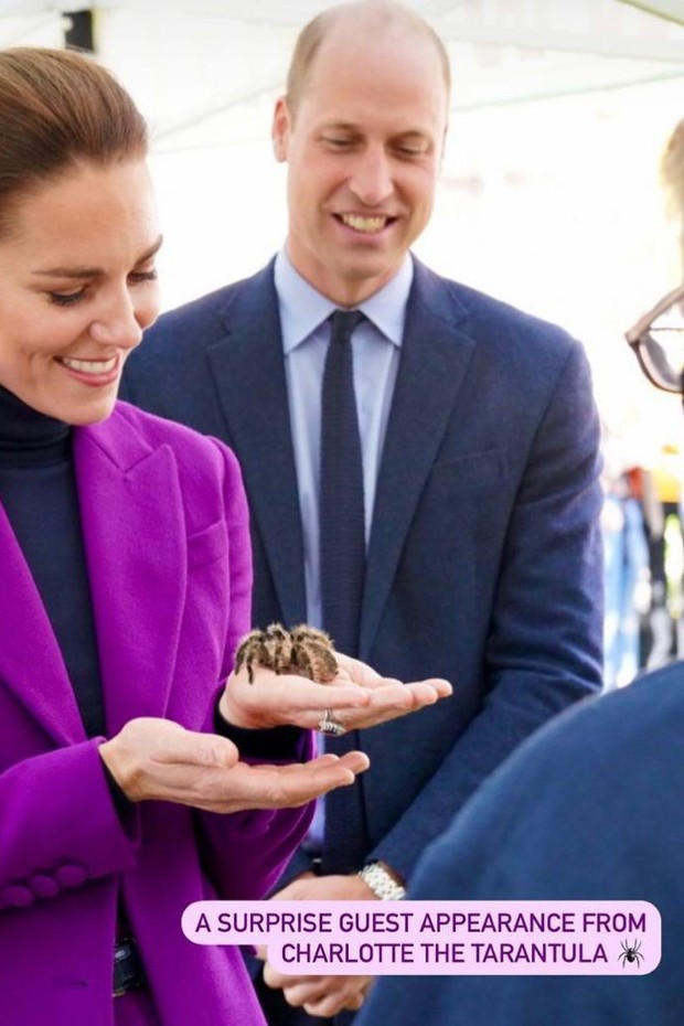 Kate Middleton e o príncipe William são recepcionados com uma tarântula na Irlanda do Norte (Foto: Reprodução / Instagram)