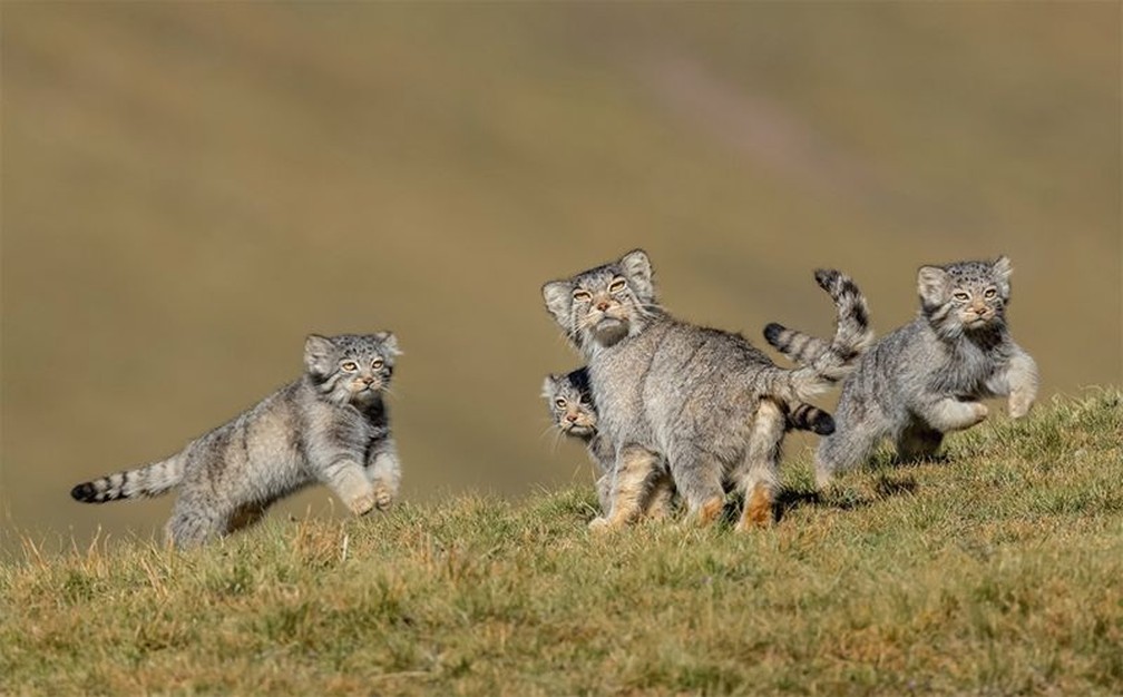 Quando a Mãe Fala para Correr, de Shanyuan Li, da China — Foto: Shanyuan Li/Wildlife Photographer of the Year/BBC