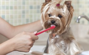 Aprenda cuidar da saúde bucal dos cachorros