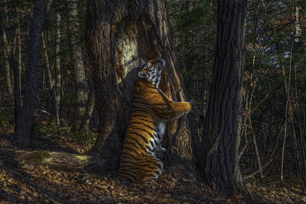 O Abraço, de Sergey Gorshkov, da Rússia — Foto: Sergey Gorshkov/Wildlife Photographer of the Year/BBC