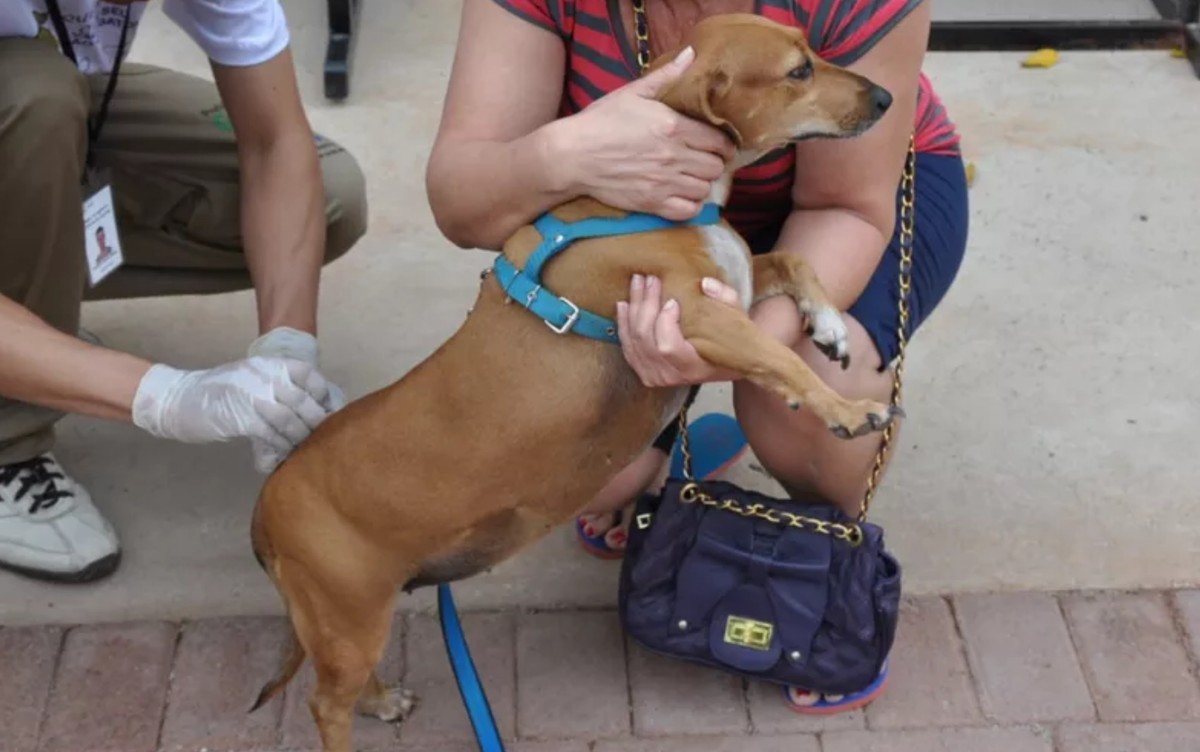 Vacinação de cães e gatos contra a raiva continua em Montes Claros; veja locais e horários