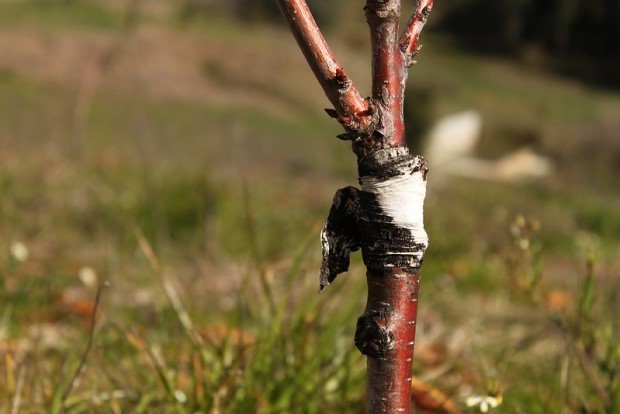 A enxertia é muito utilizada em árvores frutíferas visando a precocidade de produção de frutos, no entanto, ela pode ser usada em flores, hortaliças e plantas ornamentais (Foto: Flickr / vanessa lollipop / CreativeCommons)