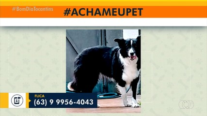 Dona pede ajuda para achar cachorrinha em Palmas