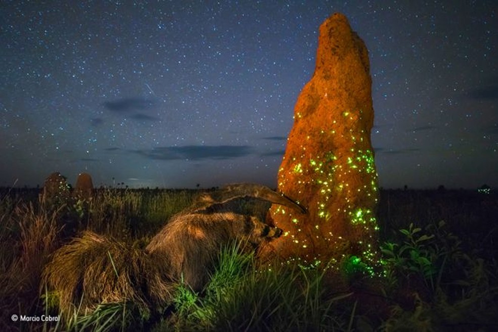 Especialistas analisaram a foto tirada no Parque das Emas, no Brasil, comparando o tamanduÃ¡ registrado com um empalhado e concluÃ­ram que se trata do animal estÃ¡tico (Foto: Marcio Cabral)