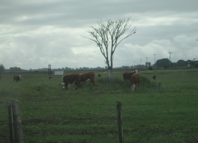 fazenda-arambare-gado (Foto: Raphael Salomão/Ed. Globo)