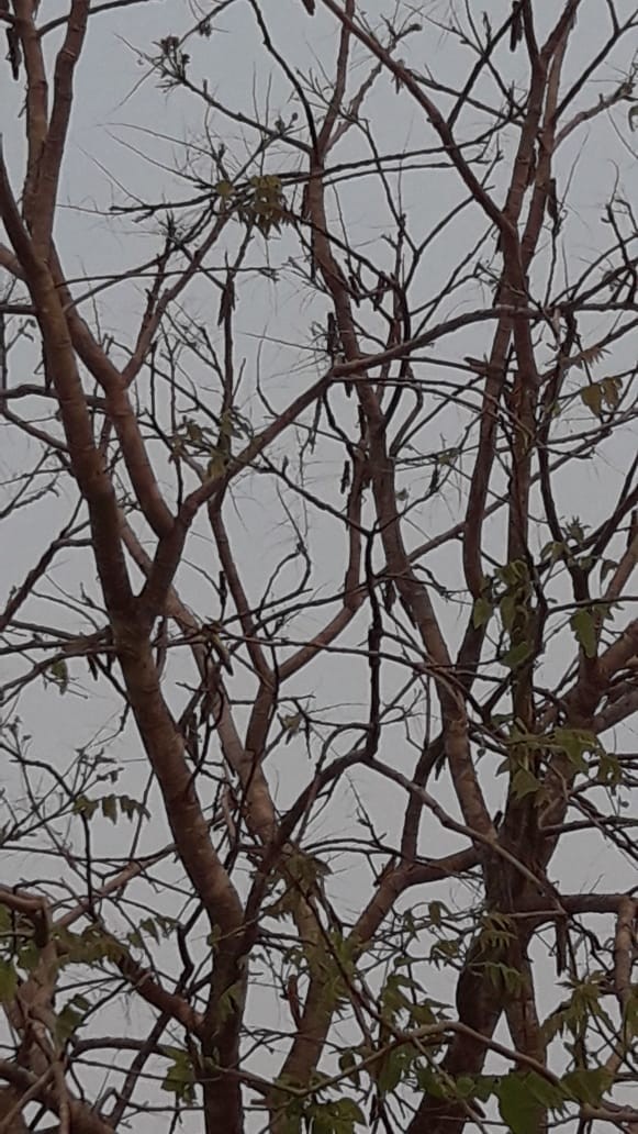 Mangueiras foram devoradas por gafanhotos no interior do Mato Grosso (Foto: Associação de Moradores de Quintas do Bandeira/Divulgação)
