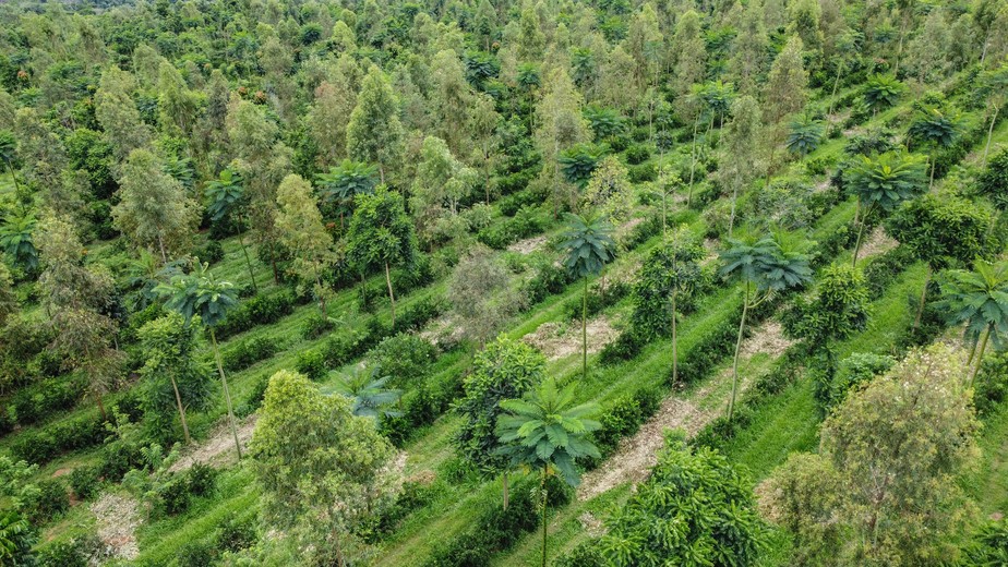 Área de restauro florestal na Fazenda da TOCA que segue o sistema agroflorestal