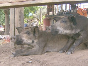 Polícia Civil encontra criadouro clandestino de animais em sítio em Campinas  (Foto: Reprodução EPTV)