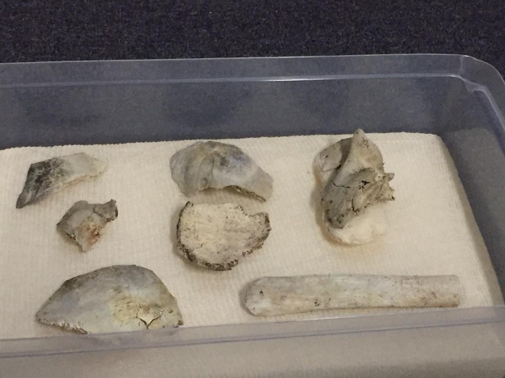 Partes do crânio do fóssil foram apresentadas pelo Museu Nacional nesta sexta-feira — Foto: Patrícia Teixeira/G1