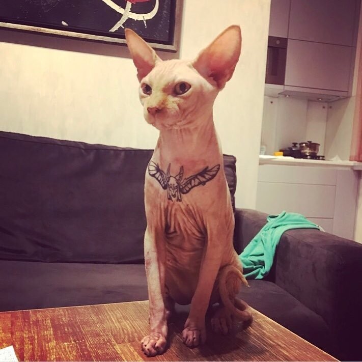 Yasha com o peito tatuado
