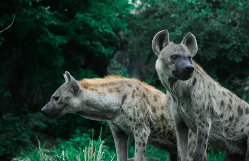 Por causa do alto nível de testosterona na gestação, a vagina das hienas possui grande semelhança com um pênis. Mais agressivas neste período, as fêmeas acabam reproduzindo o comportamento de machos com outras fêmeas