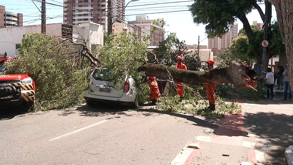 Parte de Ã¡rvore cai sobre veÃ­culo e deixa motorista ferida (Foto: TVM/ReproduÃ§Ã£o)