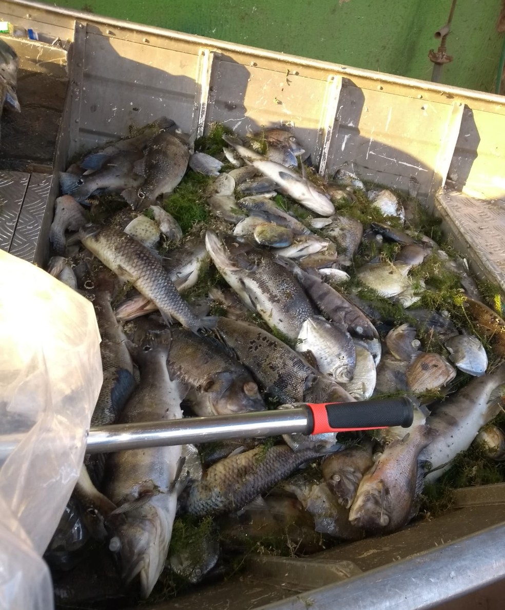 Pescadores relacionam morte de peixes com queda no nível do Rio Paraná, em Rosana (SP) — Foto: Cedida