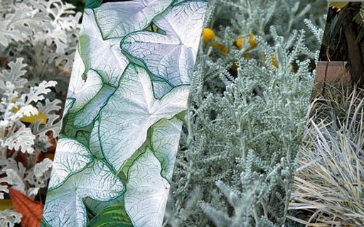 Plantas brancas: 4 espécies para usar no seu jardim - Casa Vogue |  Paisagismo