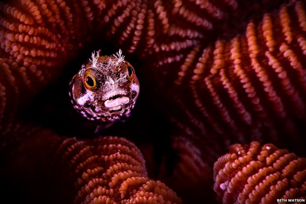 Peixe em meio aos corais coloridos na ilha caribenha de Bonaire conquistou o primeiro lugar na categoria Vida Aquática (Foto: Beth Watson)