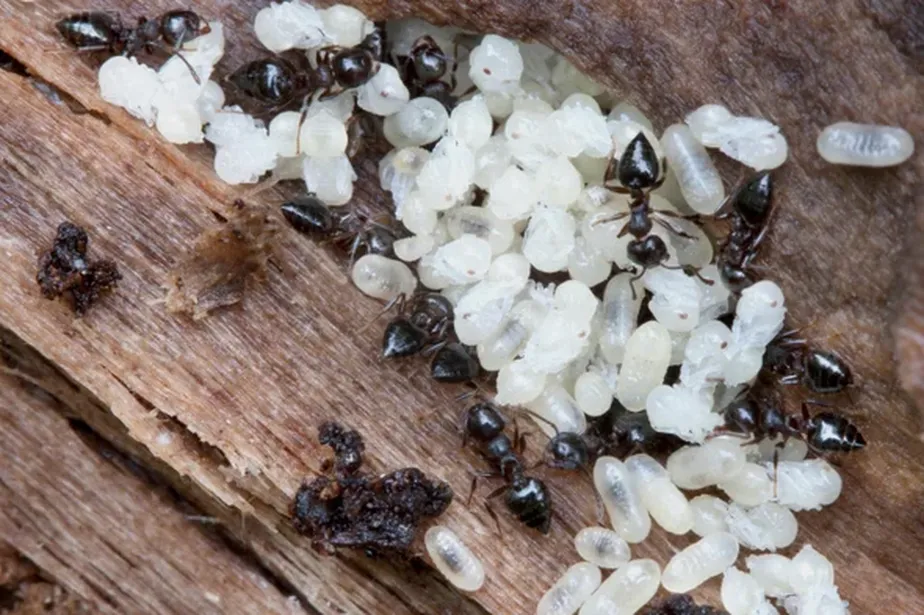 Dentro de uma câmara de formigueiro, as operárias adultas tratam as pupas