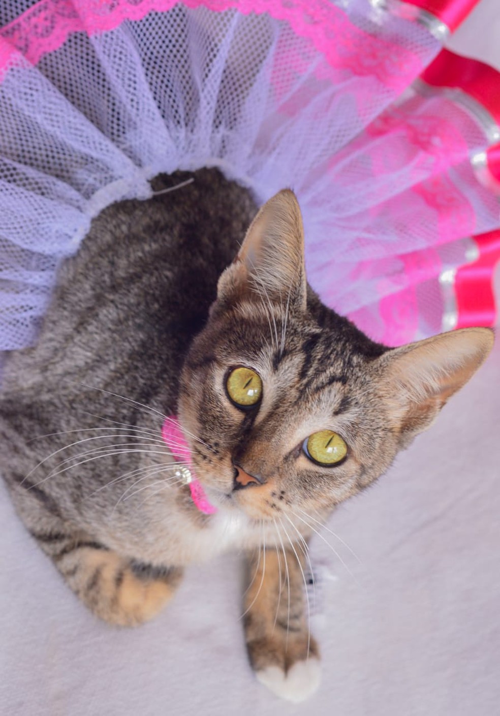 Gata está grávida e projeto busca famílias para adotarem os filhotes — Foto: Andrea Tavares/Cedida