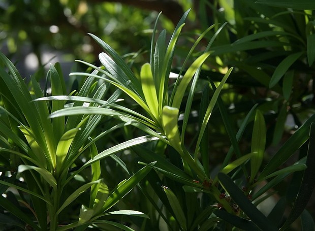 Parecido com pinheiro, o podocarpo tem folhas num tom de verde escuro, que costumam ser pequenas e com textura lisa (Foto: David J. Stang / Wikimedia Commons)
