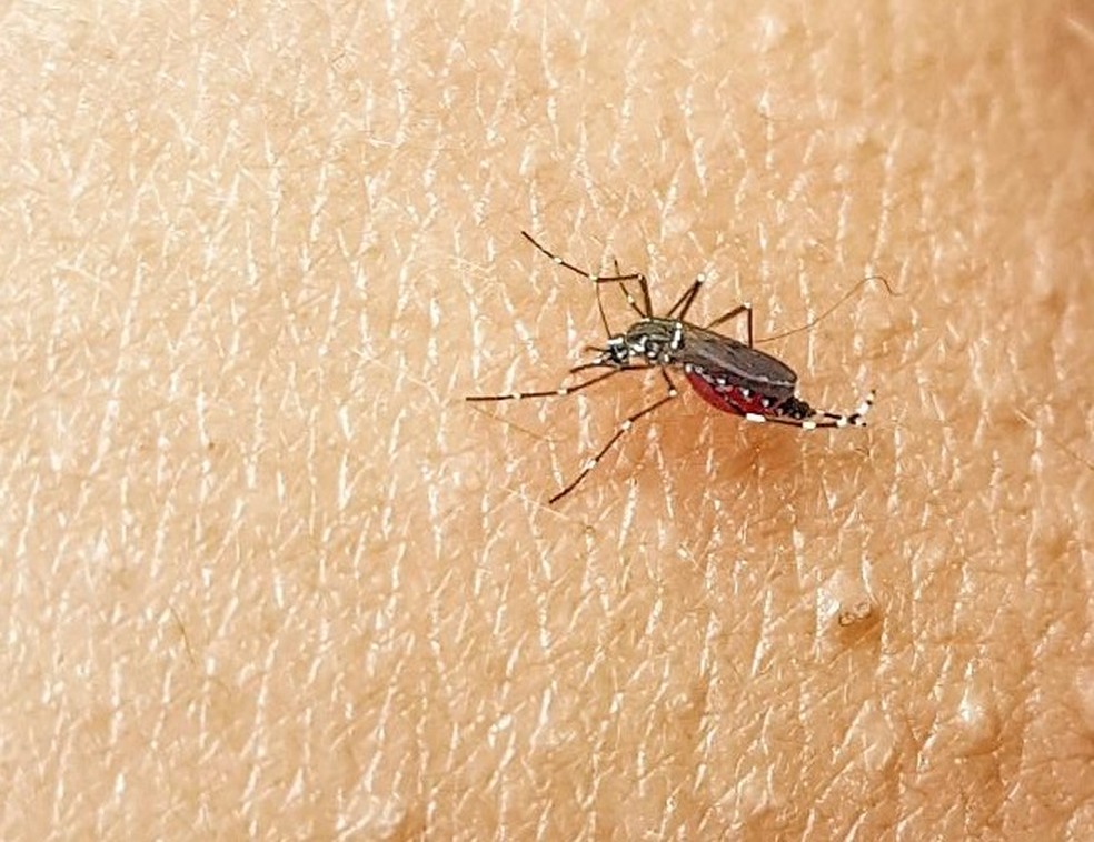 Mosquito Aedes aegypti, transmissor da dengue — Foto: Jorge Júnior/Rede Amazônica
