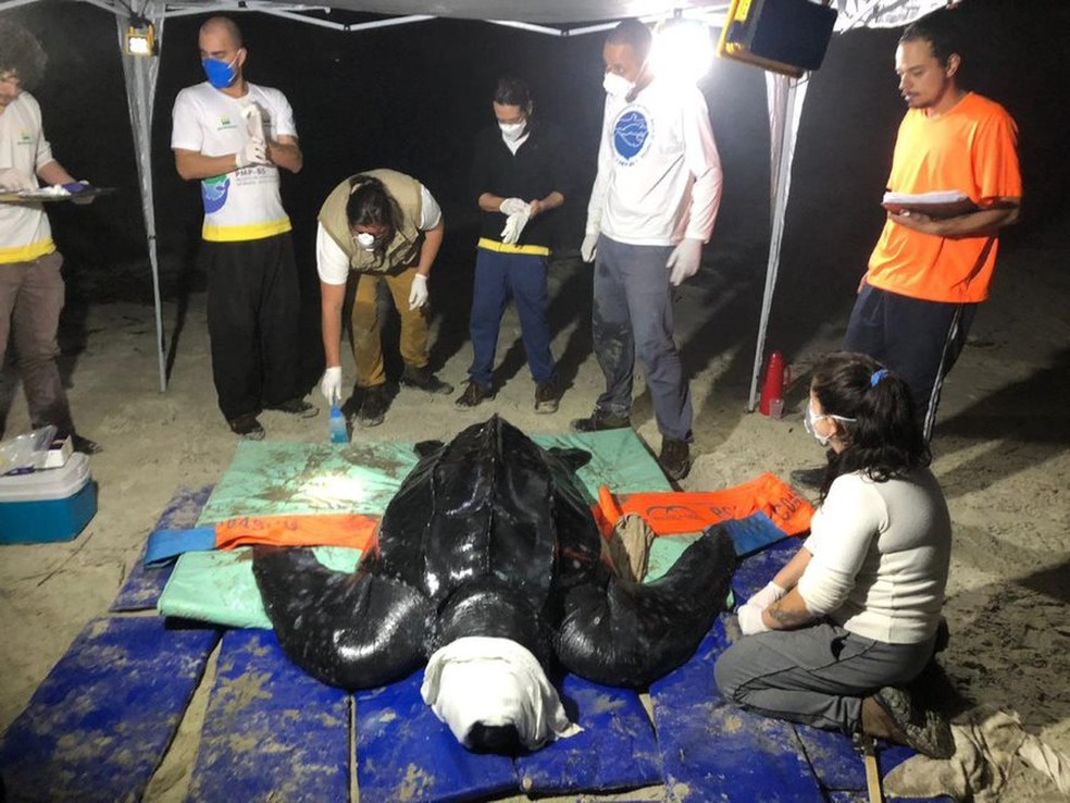 Pesquisadores com tartaruga-de-couro encalhada viva em Itapoá — Foto: PMP-BS Univille/Divulgação