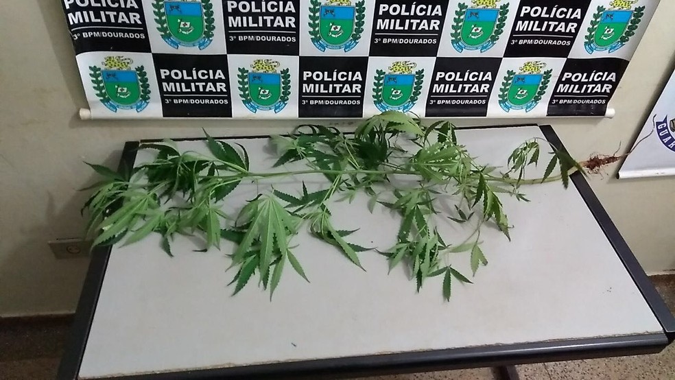 P&eacute; de maconha cultivado por adolescente em Dourados (Foto: Pol&iacute;cia Militar/Divulga&ccedil;&atilde;o)