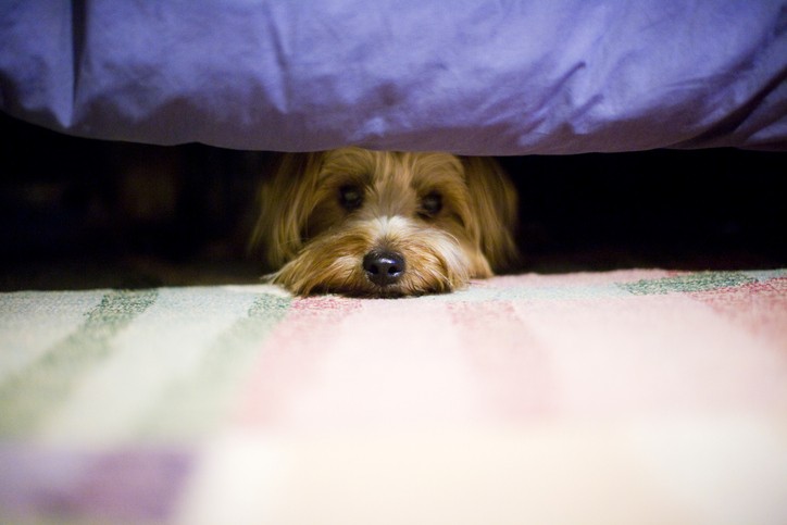Scared Yorkshire terrier dog hiding under bed. (Foto: Getty Images)