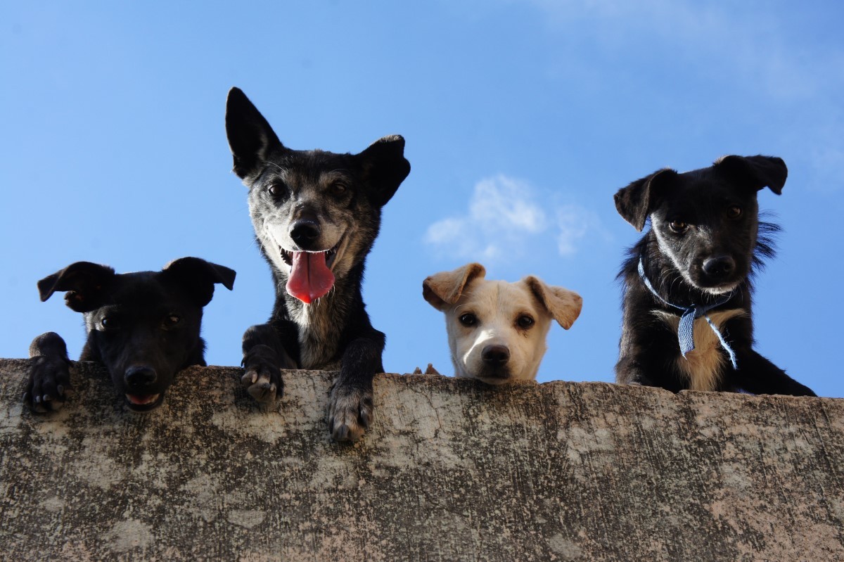 O projeto de Lei de Proteção Animal torna obrigatório ter curso para adotar cães, a fim de assegurar bem-estar e segurança para os mesmos (Foto: Pexels/ Edgar Daniel Hernández Cervantes/ CreativeCommons)