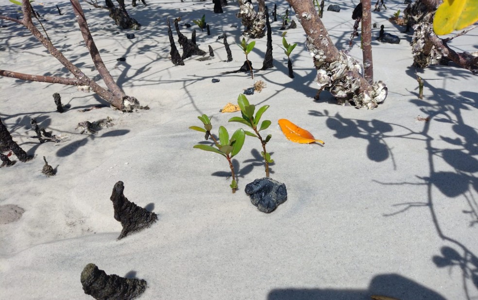 Óleo já atinge a área de manguezal — Foto: Projeto Viva Peixe-Boi Marinho/Divulgação