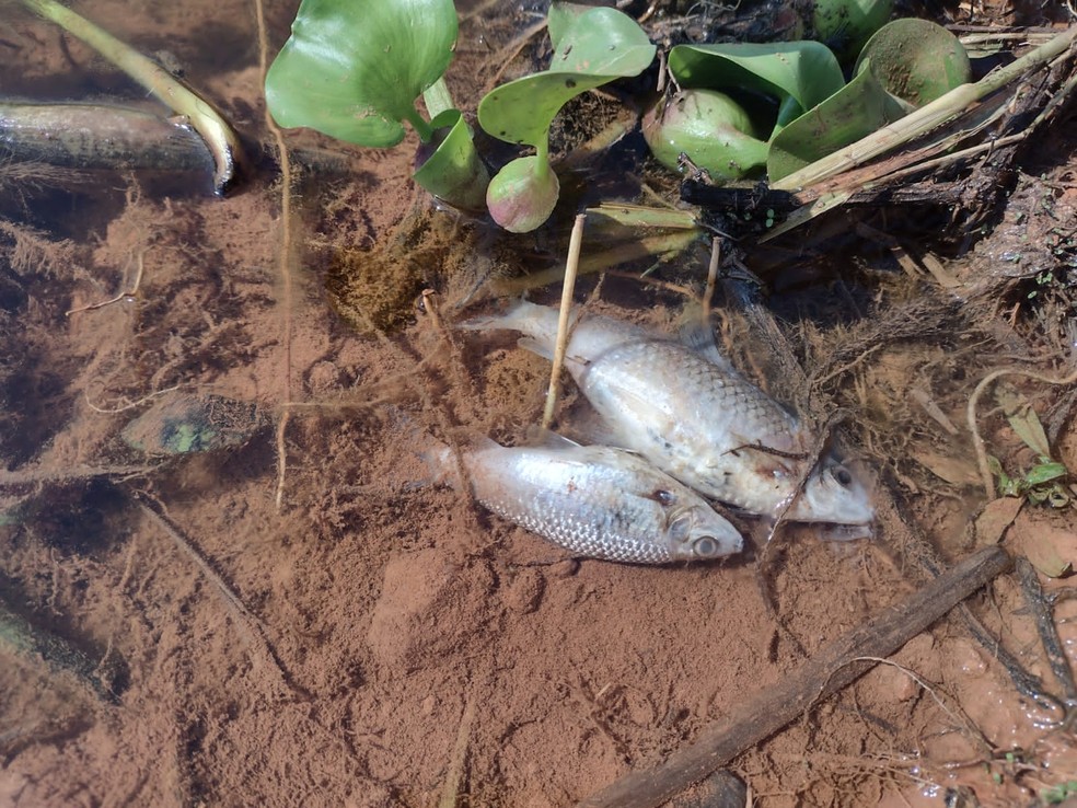 Suspeita de ´presença de agrotóxicos na água foi descartado, segundo a Sema — Foto: Alexandre Perassoli