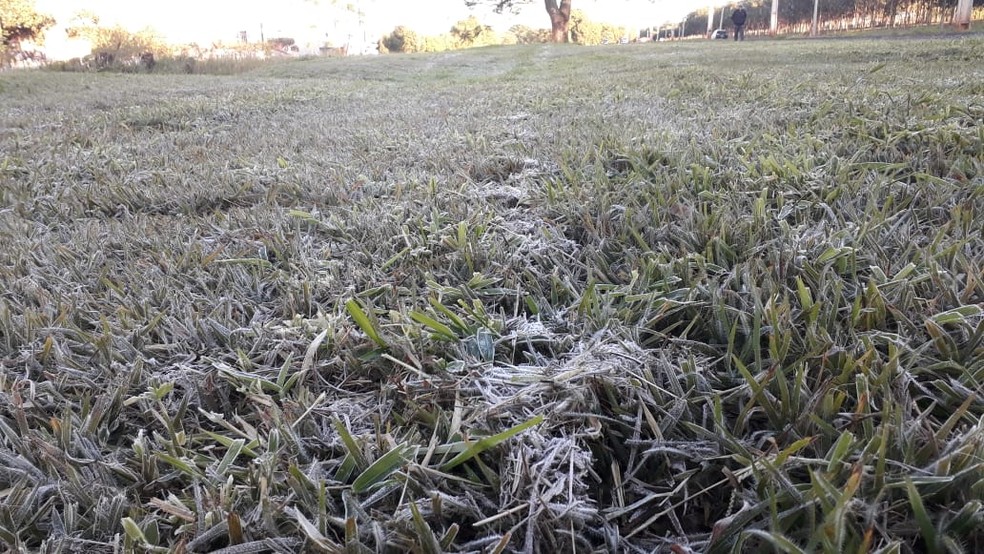 Em Rancharia houve geada no campo devido às baixas temperaturas — Foto: Emerson Sanchez/TV Fronteira 