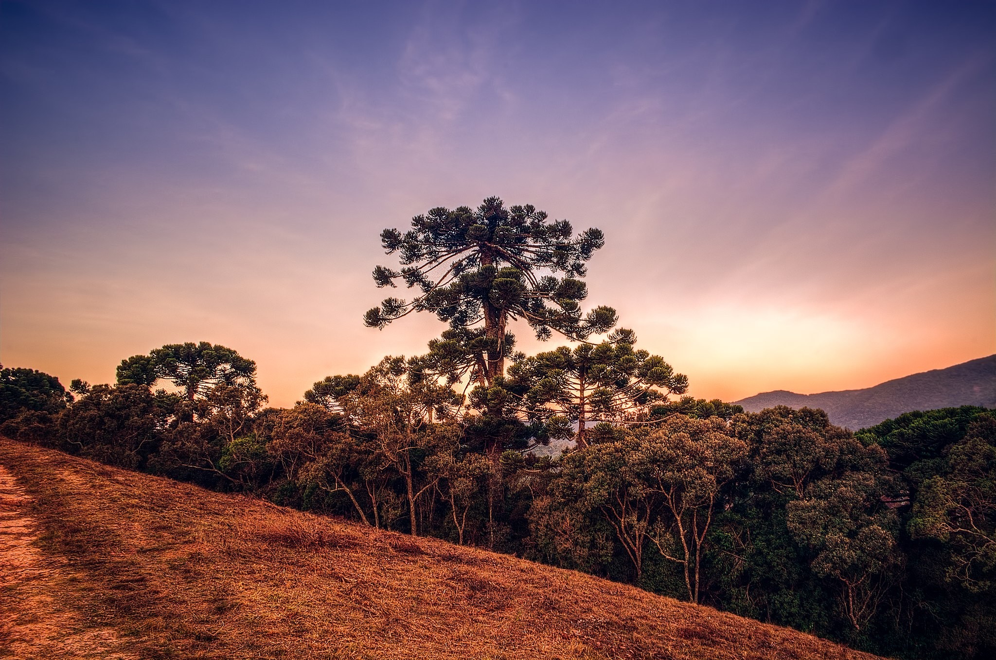 Bosque com predominância de araucárias e detalhe de ramo de Araucaria