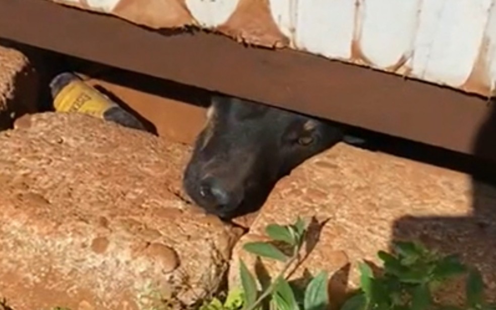 Cadela foi resgatada em meio ao lixo e sem comida em Anapólis, Goiás — Foto: Reprodução/TV Anhanguera