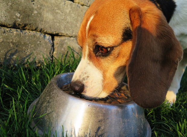 Investir em boa alimentação é essencial para aumentar a imunidade dos pets (Foto: Pixabay / Ludwig Willimann / CreativeCommons)