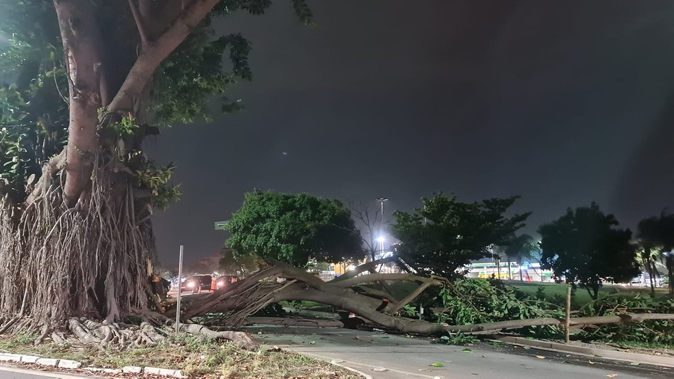 Tronco de árvore cai e interdita pista de avenida próxima da Dutra em Taubaté — Foto: Francisco Eduardo Correa/ arquivo pessoal