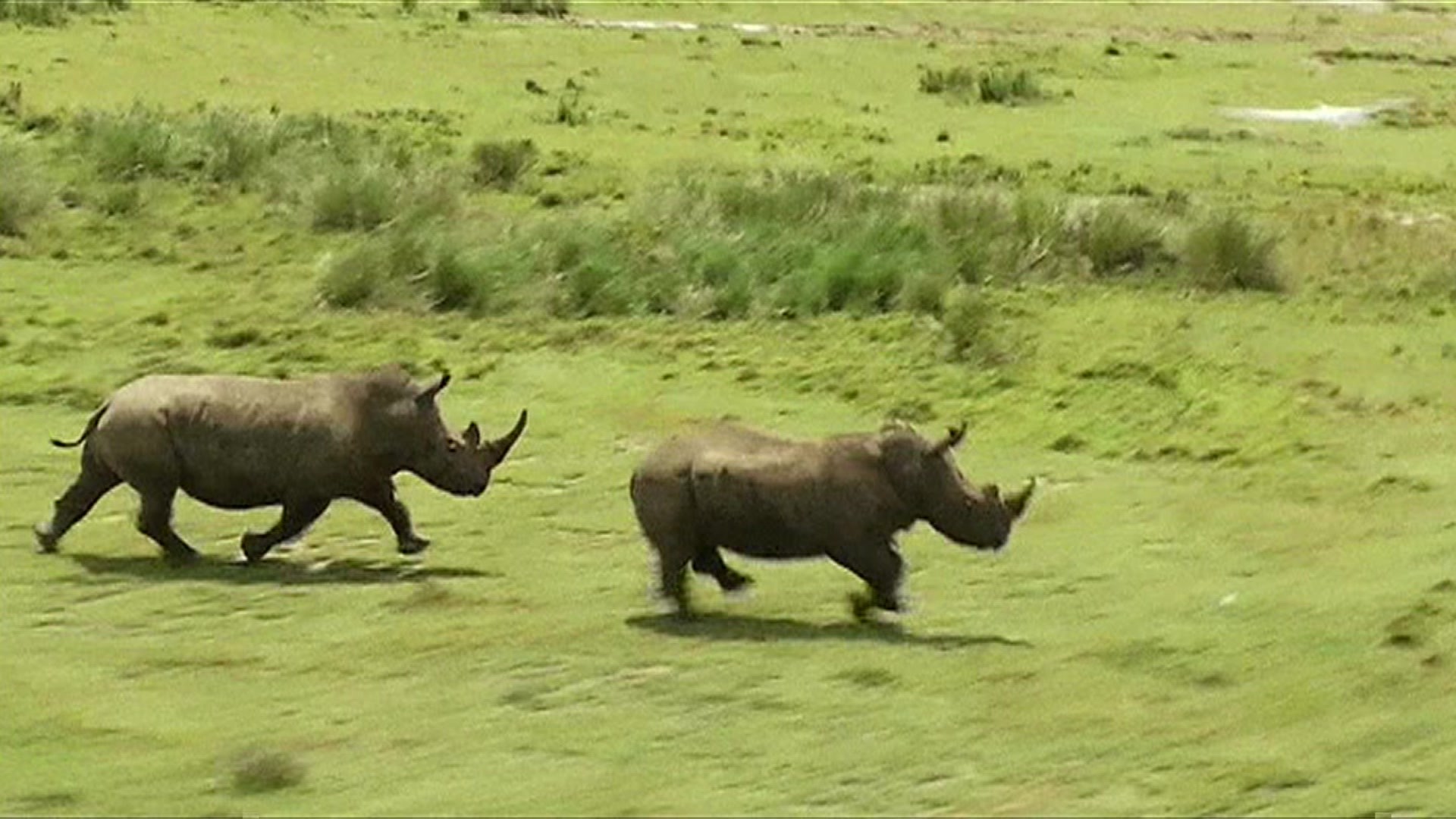 Rhinos Fucking