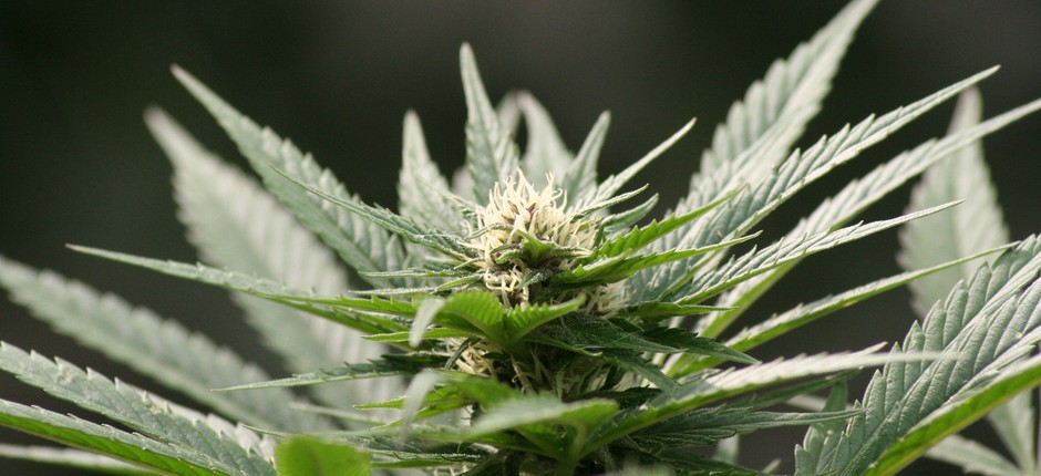 Cannabis; maconha (Foto: Flickr/Martijn/Creative Commons)
