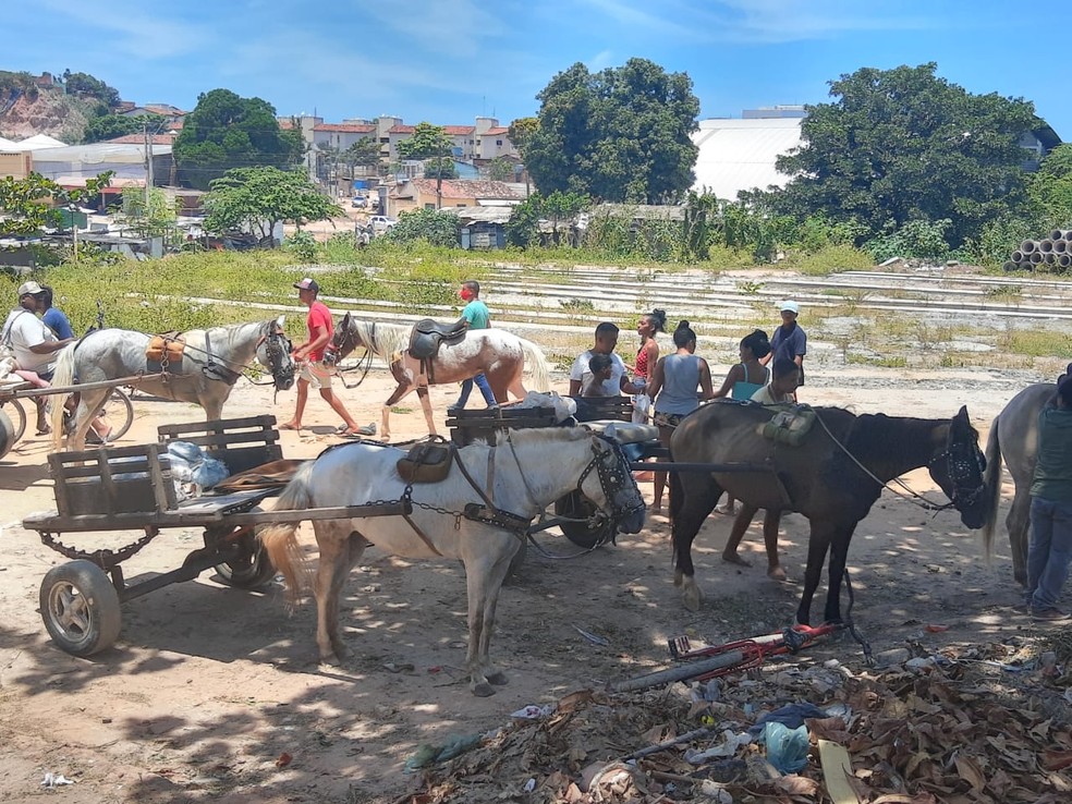 Carroceiros dizem que cocheiras no Vale do Reginaldo foram demolidas pela prefeitura de Maceió — Foto: João Vitor Ferreira/G1
