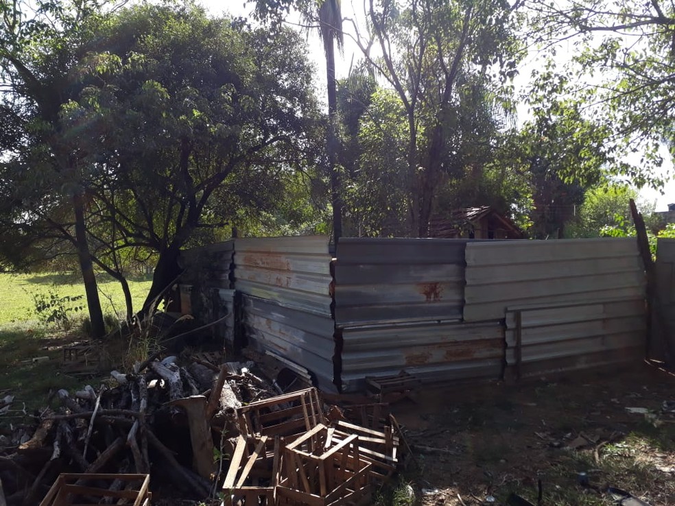Galos em situação de maus-tratos foram localizados em Dracena — Foto: Polícia Militar Ambiental