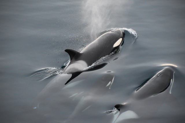 A orca é o maior golfinho existente (Foto: Unsplash/ Nitesh Jain/ CreativeCommons)