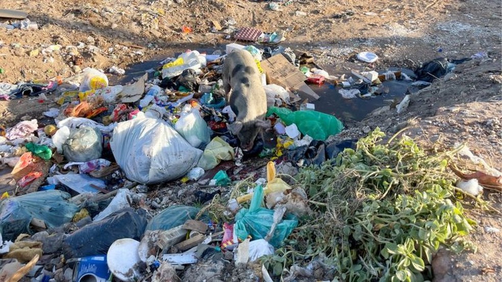 Sem saneamento ou serviços públicos, lixo da comunidade fica jogado e serve de alimento aos porcos — Foto: Josué Seixas