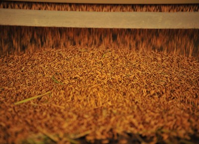agricultura_arroz (Foto: Ernesto de Souza/Ed. Globo)