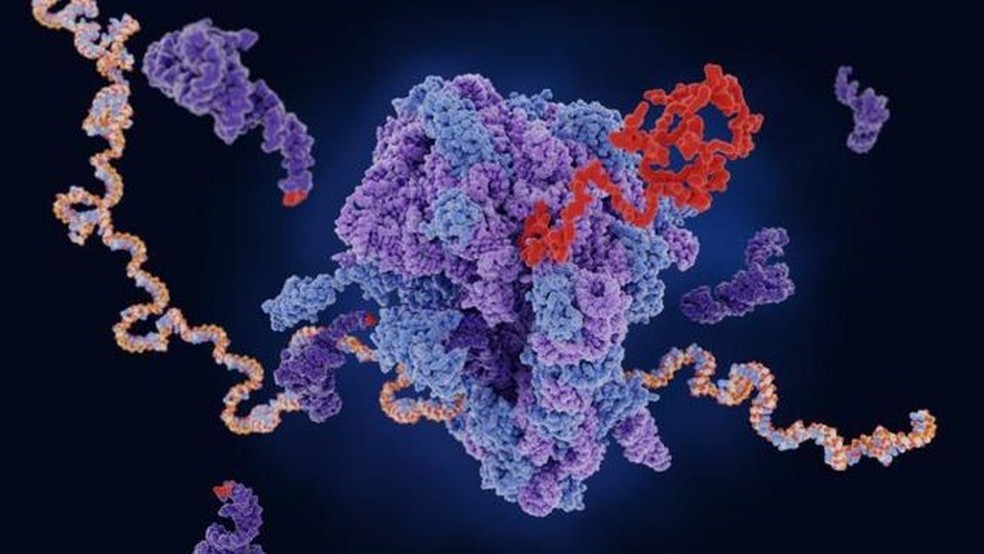 O mRNA (fita amarela e azul) viaja até o ribossomo (roxo e azul, no centro da imagem), que produz uma proteína (vermelho) — Foto: GETTY IMAGES via BBC
