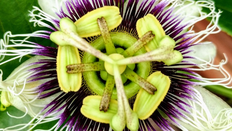 Flor de maracujá (Foto: Pixabay)