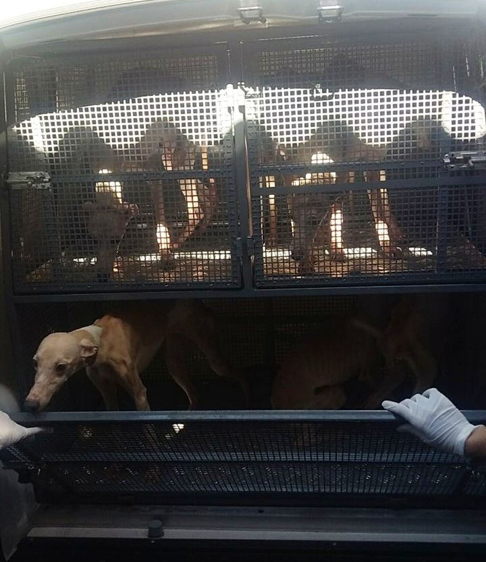 Cães Galgo Italiano foram resgatados por policiais militares ambientais (Foto: Divulgação/PMA)