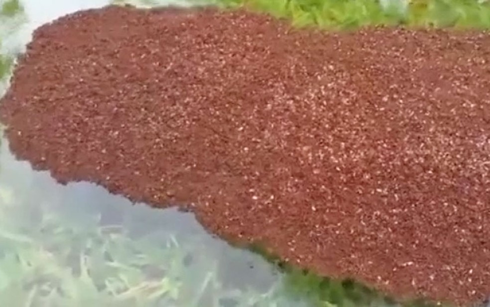 Formigas criam 'balsas' para se salvarem durante enchentes nos EUA (Foto: Reprodução/TV Globo)